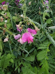 Lathyrus latifolius