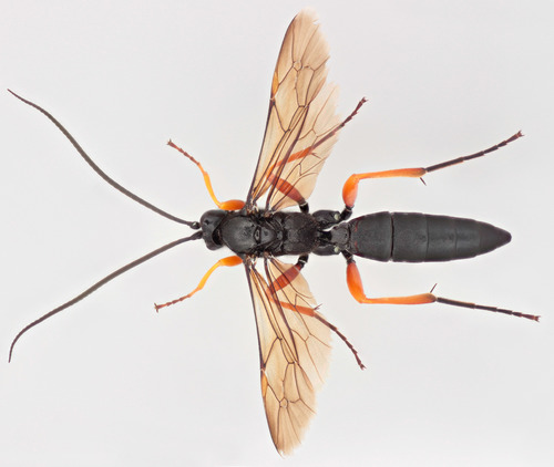 Pseudoamblyteles homocerus