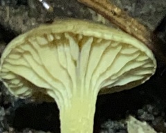 Camarophyllopsis