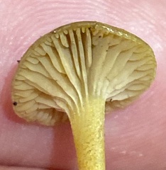 Camarophyllopsis