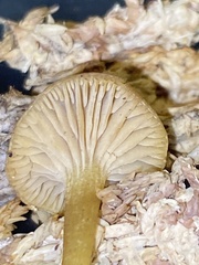Camarophyllopsis