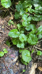 Glechoma hederacea