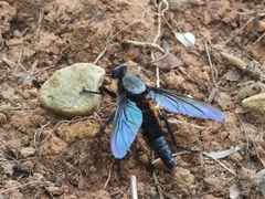 Microstylum oberthurii