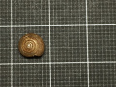 Oxychilus renanianus