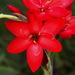 Scarlet River Lily - Photo (c) Pat Enright, some rights reserved (CC BY-NC), uploaded by Pat Enright