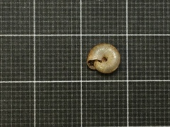 Oxychilus renanianus