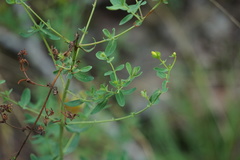 Hypericum ellipticum