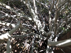 Ficus brachypoda