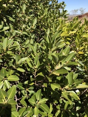 Ficus brachypoda