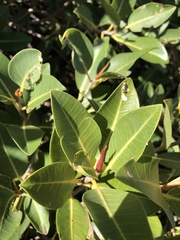 Ficus brachypoda