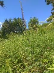 Delphinium retropilosum