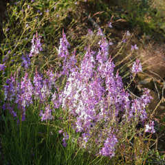 Linaria elegans