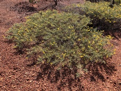 Acacia hilliana