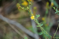 Hypericum ellipticum