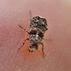 Dissoleucas niveirostris