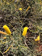 Acacia hilliana