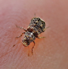 Dissoleucas niveirostris