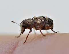 Dissoleucas niveirostris