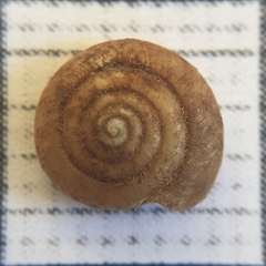 Oxychilus renanianus