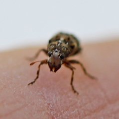 Dissoleucas niveirostris