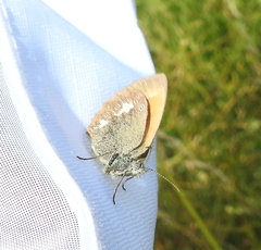 Coenonympha