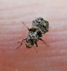 Dissoleucas niveirostris