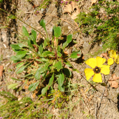 Tuberaria globulariifolia