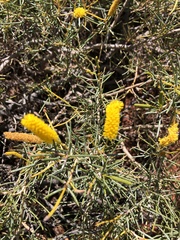 Acacia hilliana
