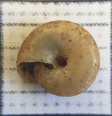 Oxychilus renanianus