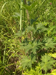 Delphinium retropilosum