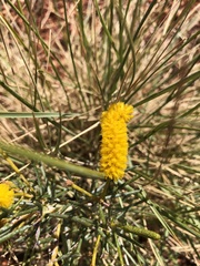 Acacia hilliana