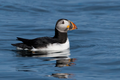 Atlantic Puffin photo 2