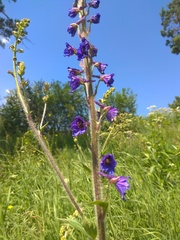 Delphinium retropilosum