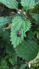 Harmonia axyridis