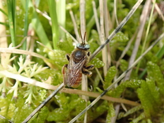 Epeoloides coecutiens