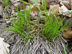 Carex humilis