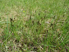 Carex praecox