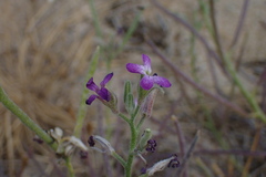 Matthiola sinuata