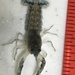 Swamp Dwarf Crayfish - Photo (c) ksmith, some rights reserved (CC BY-NC)