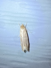 Limnaecia phragmitella