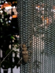 Acalolepta timorensis