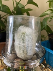 Espostoa