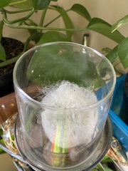 Espostoa
