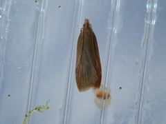 Helcystogramma rufescens