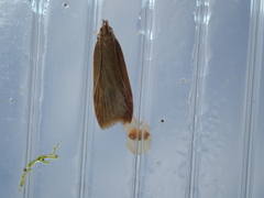 Helcystogramma rufescens