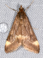 Pyrausta nicalis