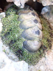 Acanthopleura gemmata
