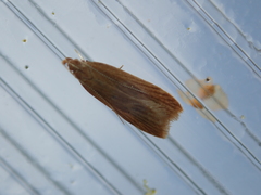 Helcystogramma rufescens