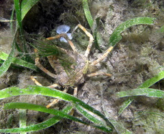 Leptomithrax gaimardii