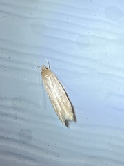 Limnaecia phragmitella